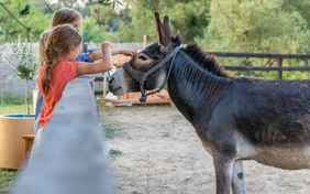Nicht nur die Pferde, auch der Esel liebt Streicheleinheiten.